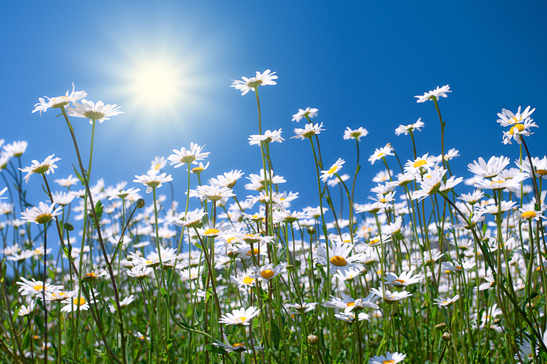 Summer Herbs for Hydration, Tea Blends & Seasonal Wellness