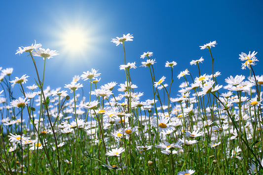 Summer Herbs for Hydration, Tea Blends & Seasonal Wellness
