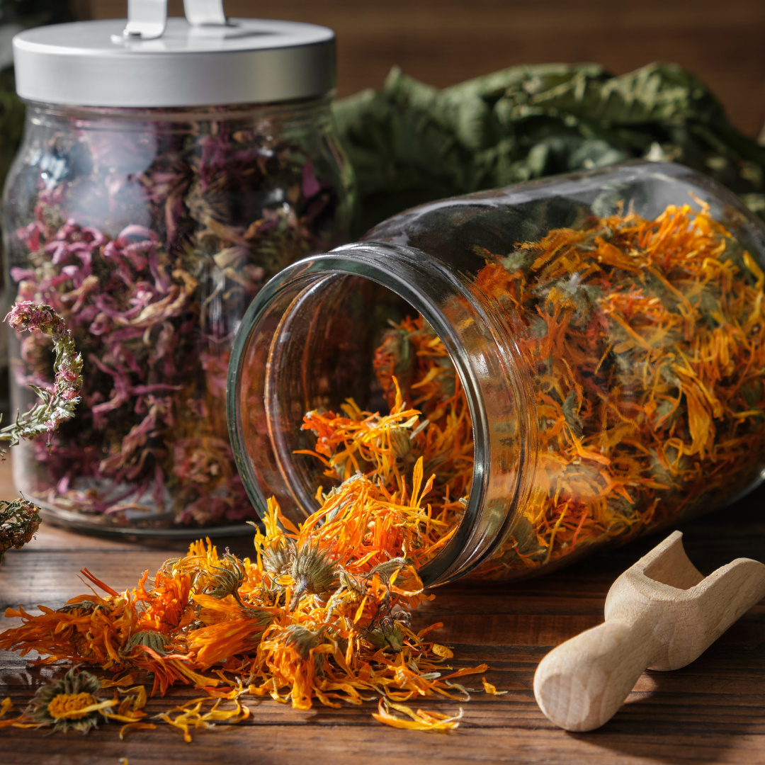 dried herbs in clear jars, showing calendula spilled out of one jar and a wooden spoon for scooping herbs next to the jars